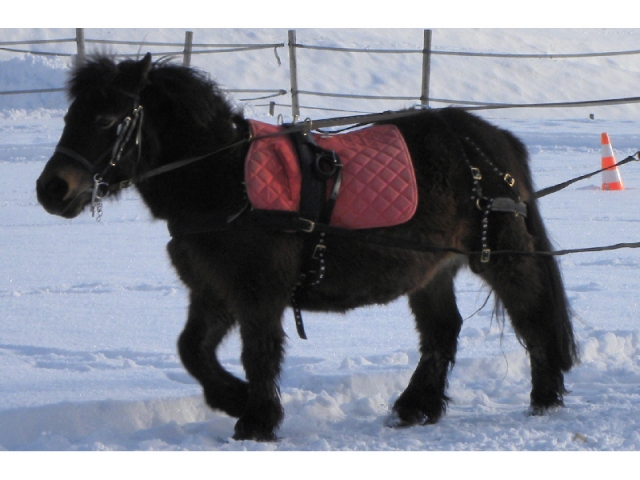  Skijoring con ponis en 05 